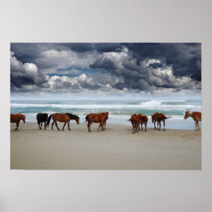 Wild Horses Corolla NC Poster