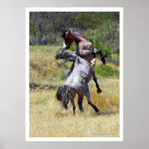 Wild Horses Fighting Theodore Roosevelt NP Poster