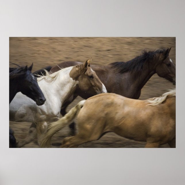 Wild Horses fine art print (Front)