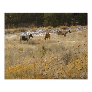 Wild Horses Glossy Poster