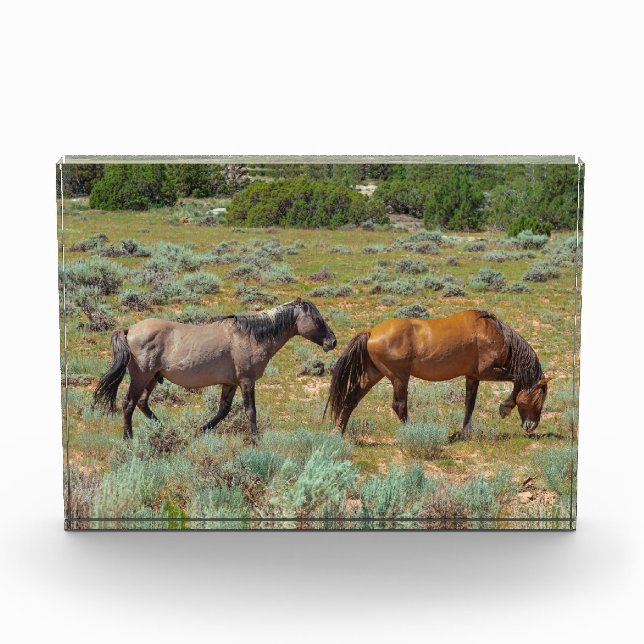 Wild horses grazing photo block (Front)