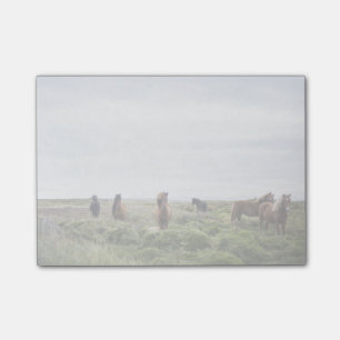 Wild horses in green field post-it notes