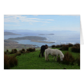 Wild horses in Ireland