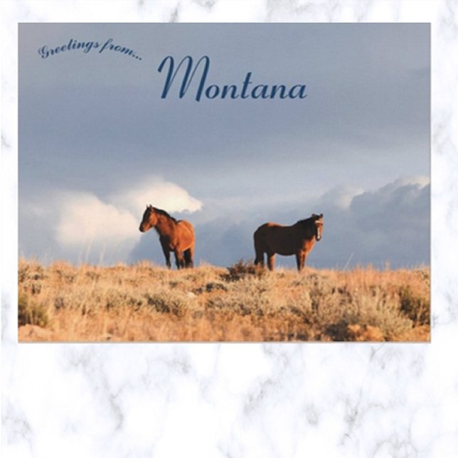 Wild Horses in Montana Postcard (Creator Uploaded)