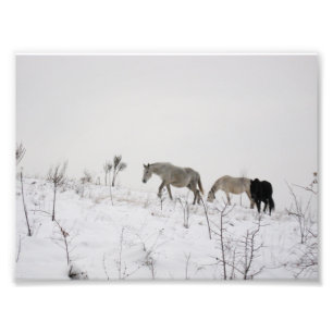 Wild Horses In Snow Kodak Professional Photo