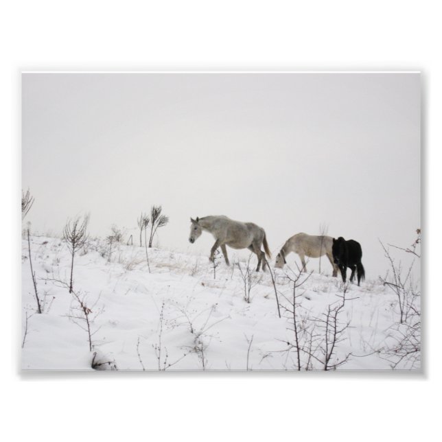 Wild Horses In Snow Kodak Professional Photo Print (Front)