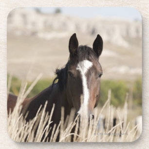 Wild horses in South Dakota Coaster