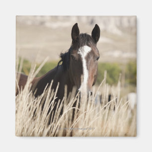 Wild horses in South Dakota Magnet