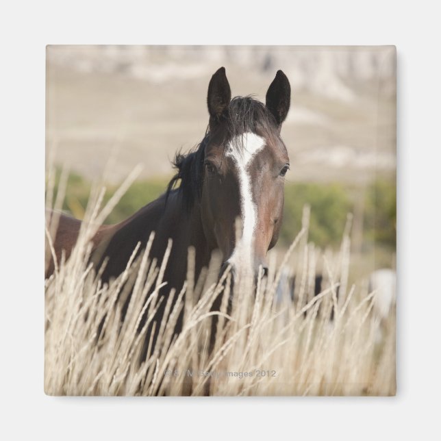 Wild horses in South Dakota Magnet (Front)