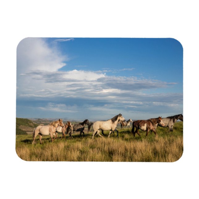 Wild Horses in Theodore Roosevelt National Park Magnet (Horizontal)