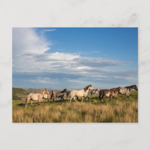 Wild Horses in Theodore Roosevelt National Park Postcard