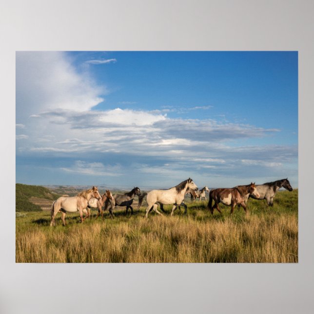 Wild Horses in Theodore Roosevelt National Park Poster (Front)