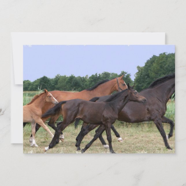 Wild Horses Invitation (Front)