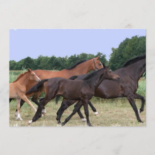 Wild Horses Invitation