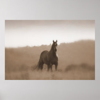 Wild Horses... Large Basic Poster