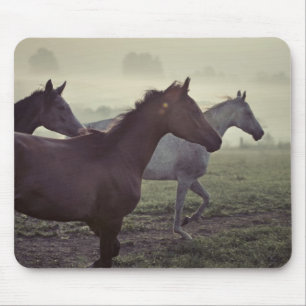 Wild horses mouse mat