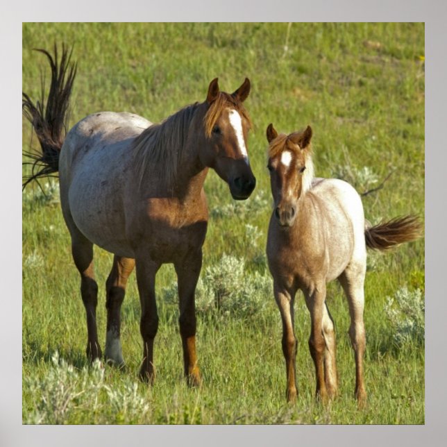 Wild Horses North Dakota Poster (Front)