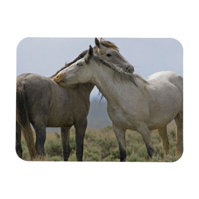 Wild Horses Nuzzling Magnet (Horizontal)