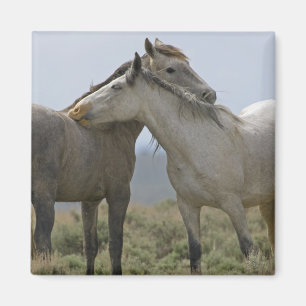 Wild Horses Nuzzling Magnet