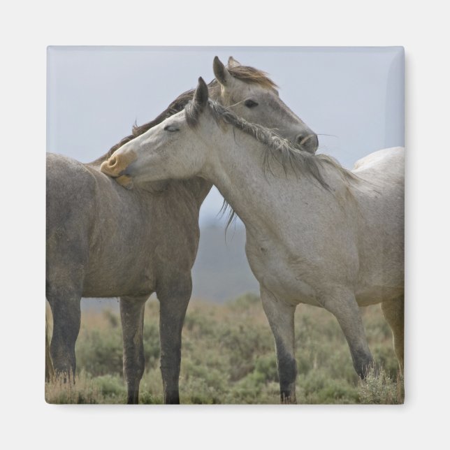 Wild Horses Nuzzling Magnet (Front)
