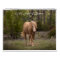 Wild Horses of Arizona Calendar