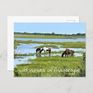 Wild Horses of Assateague Postcard