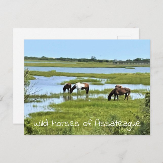 Wild Horses of Assateague  Postcard (Front/Back)