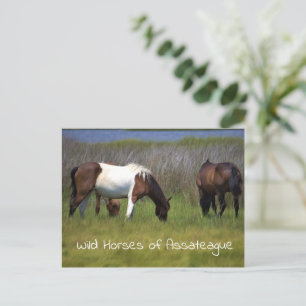 Wild Horses of Assateague Postcard
