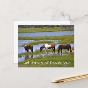 Wild Horses of Assateague Postcard