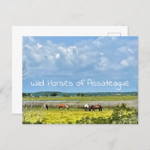 Wild Horses of Assateague Postcard