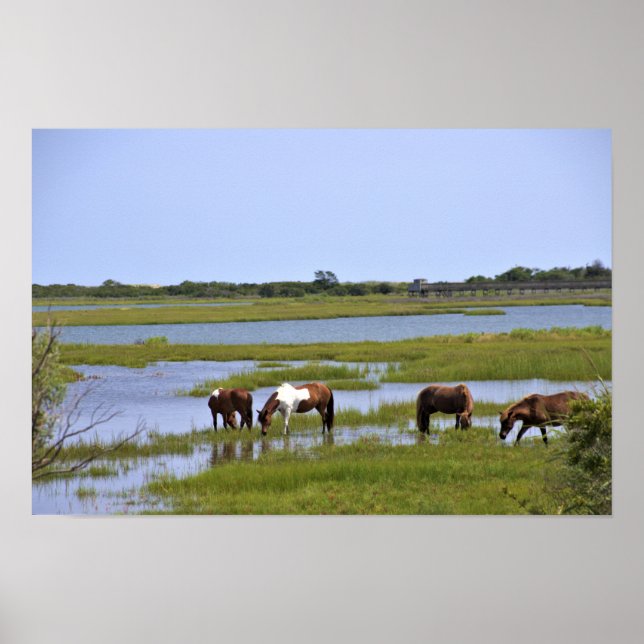 Wild Horses of Assateague  Poster (Front)