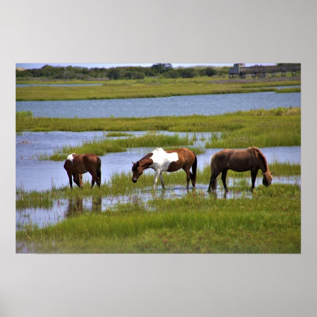 Wild Horses of Assateague  Poster (Front)
