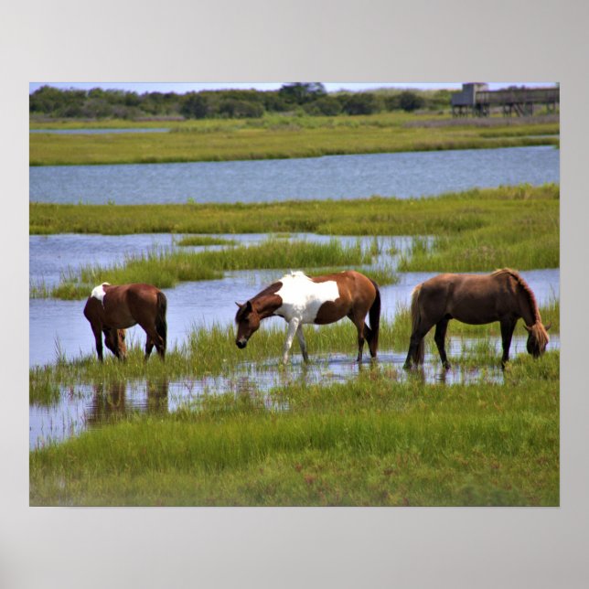 Wild Horses of Assateague  Poster (Front)