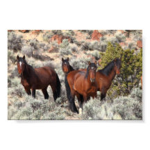 Wild horses of Palomino Valley #6