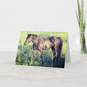 WILD HORSES OF UTAH OURAY NOTECARD