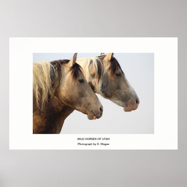 WILD HORSES OF UTAH PHOTOGRAPHS POSTER (Front)