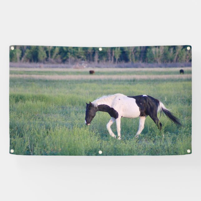 WILD HORSES OF UTAH PINTO Banner (Horizontal)