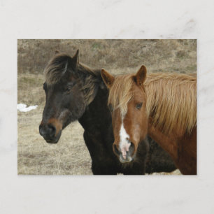 Wild Horses on Unalaska Island Announcement Postcard