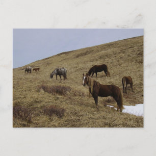 Wild Horses on Unalaska Island Postcard