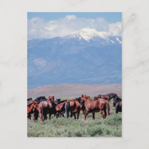 Wild Horses Out West Postcard