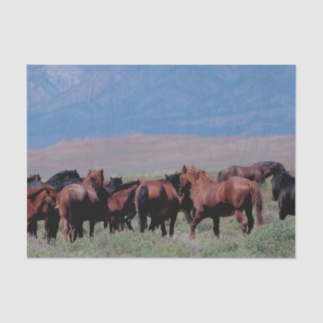 Wild Horses Out West Tissue Paper (Front)