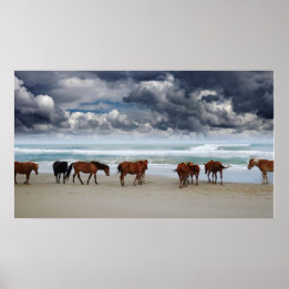 Wild Horses Outer Banks Corolla NC Poster