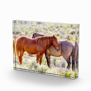Wild Horses Photo Block