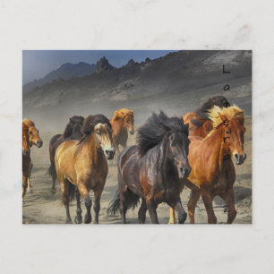 Wild Horses Postcard