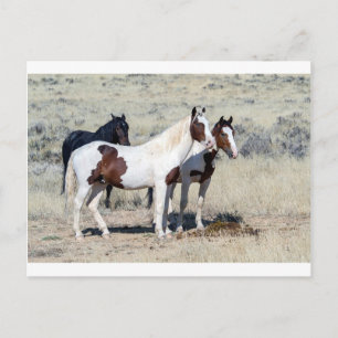WILD HORSES POSTCARD