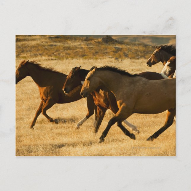 Wild horses postcard (Front)