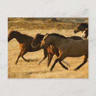 Wild horses postcard