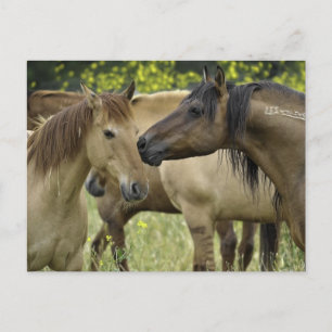 Wild Horses Postcard