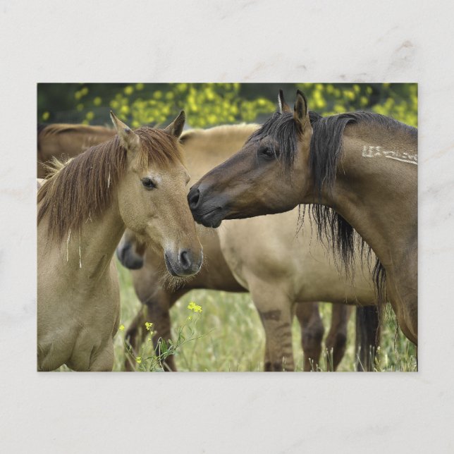 Wild Horses Postcard (Front)