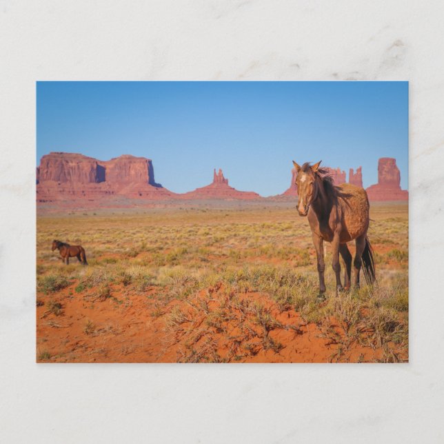 wild horses postcard (Front)